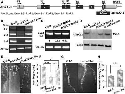 AtSEC22 Regulates Cell Morphogenesis via Affecting Cytoskeleton Organization and Stabilities